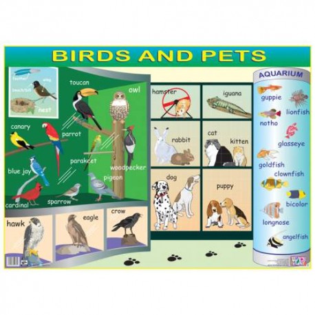 Birds and Pets